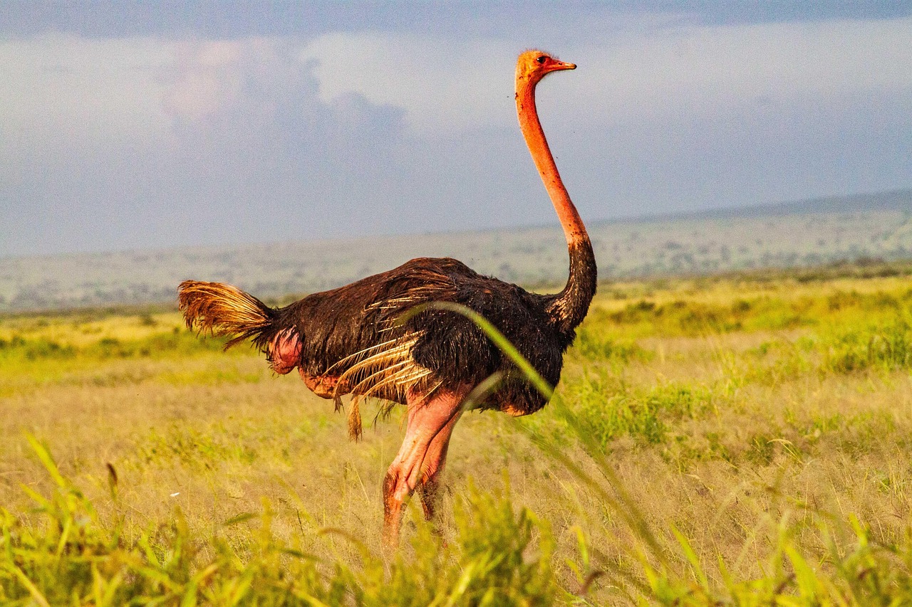 10 Days Tanzania Luxury Safari