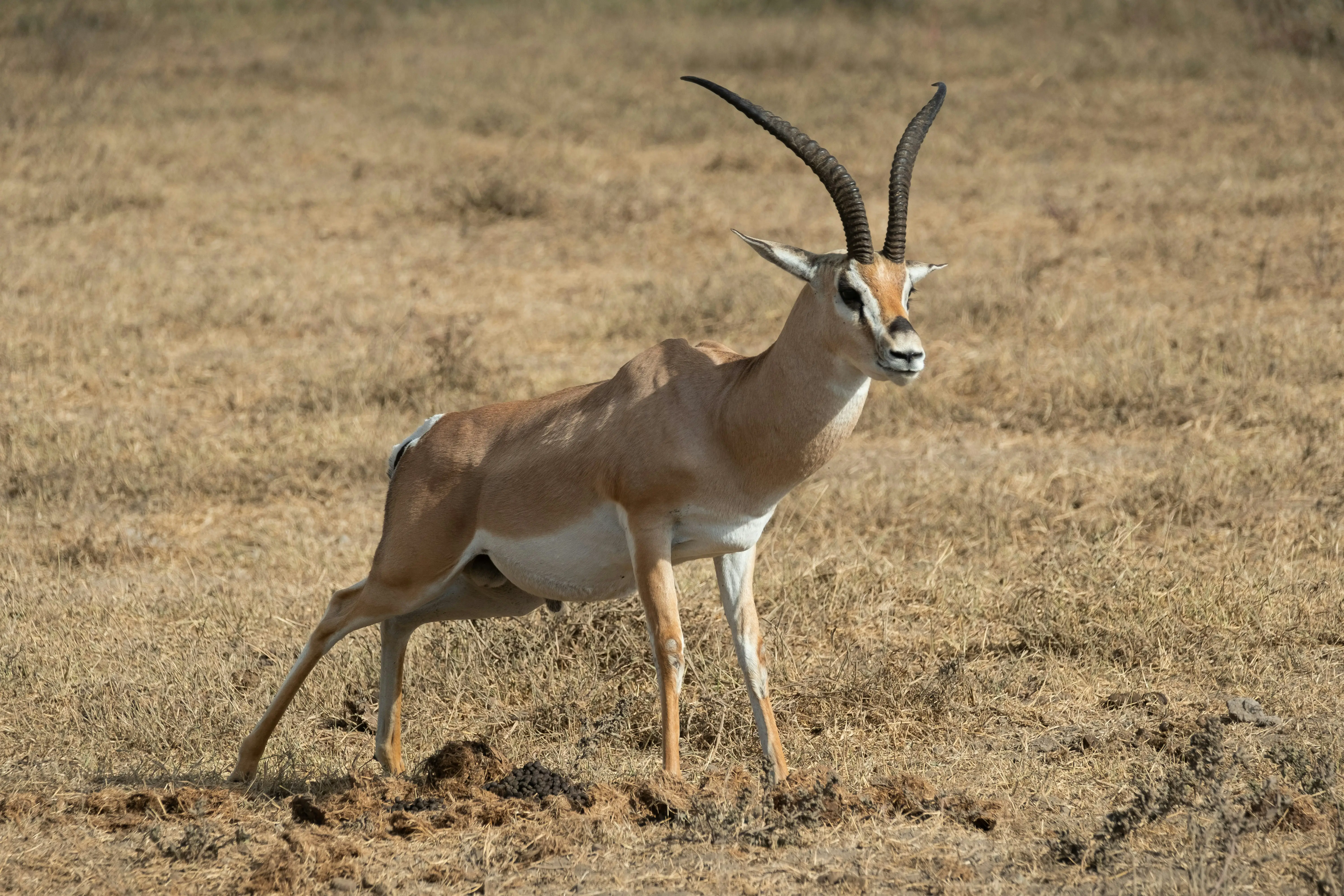 6 Days Tanzania Budget Safari