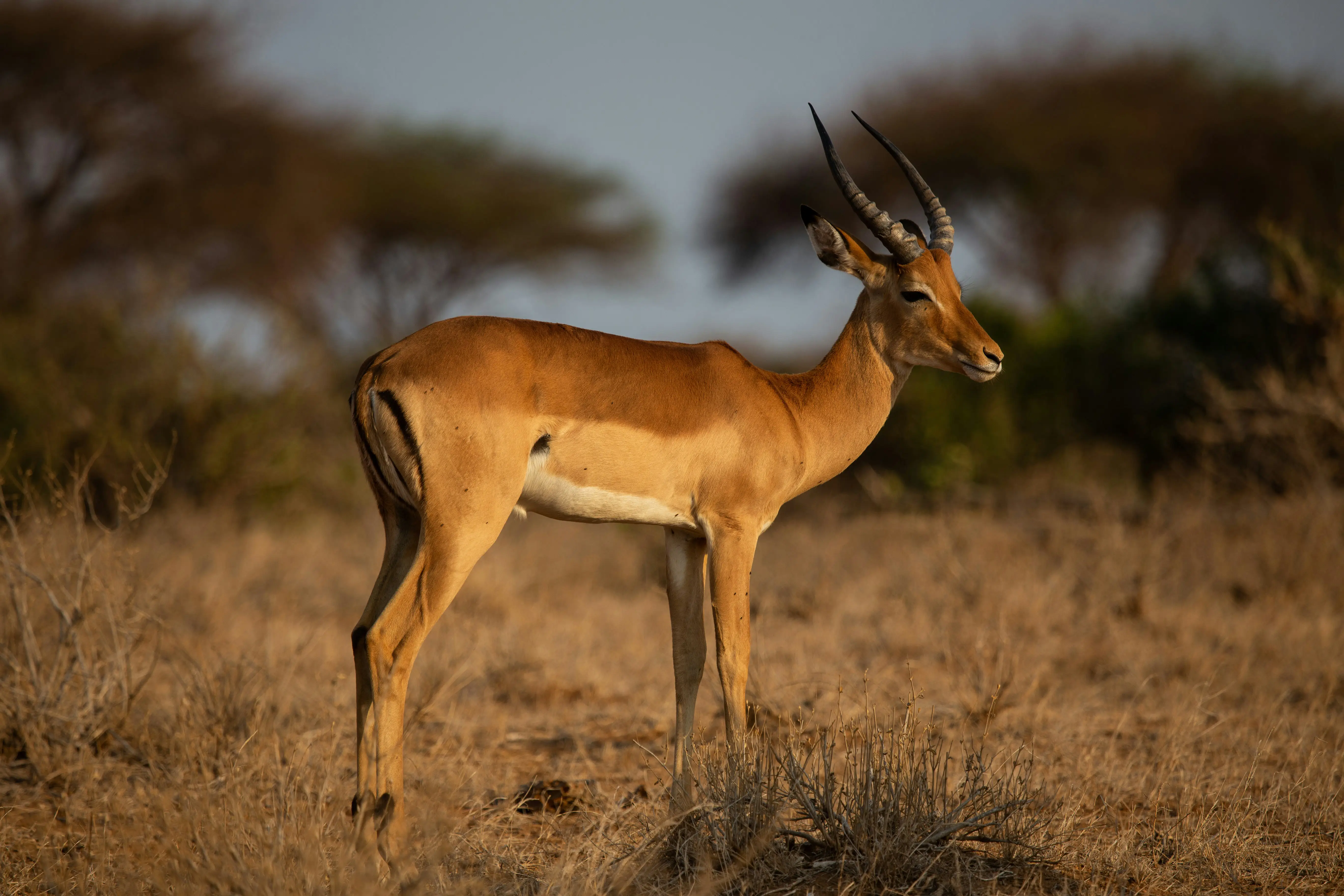 7 Days Tanzania Budget Safari
