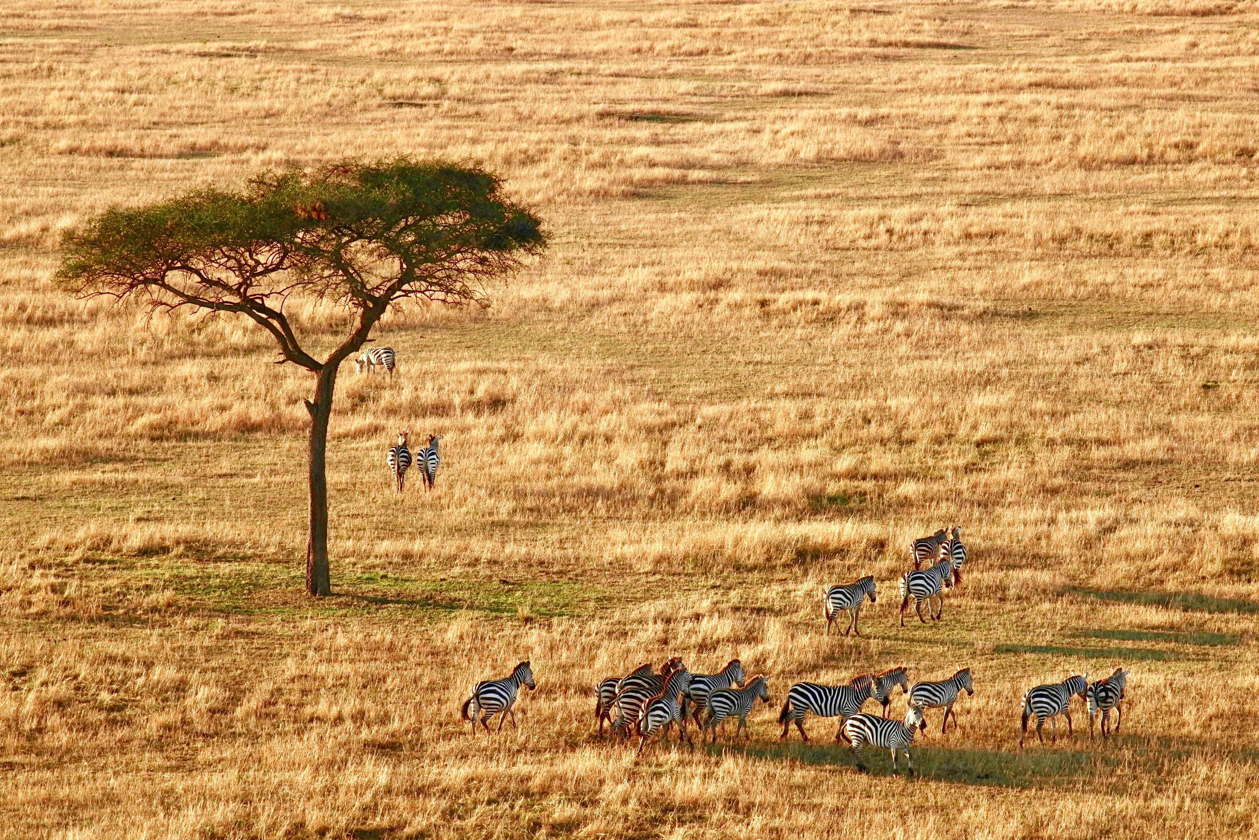 8 Days Tanzania Budget Safari