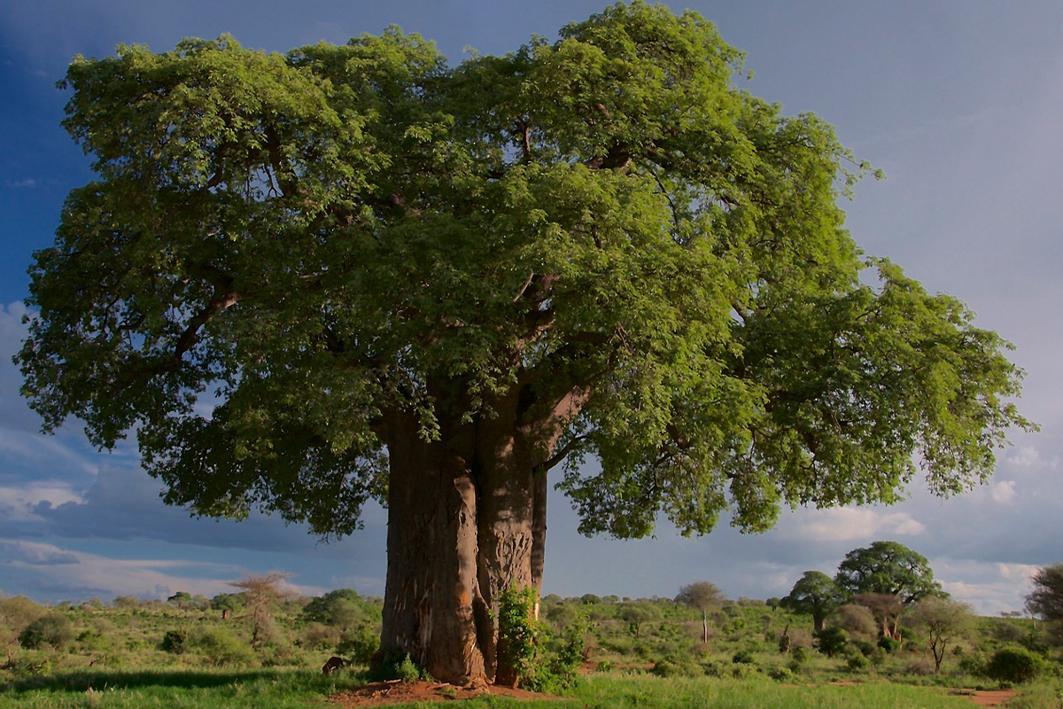 6 Days Tanzania Camping Safari