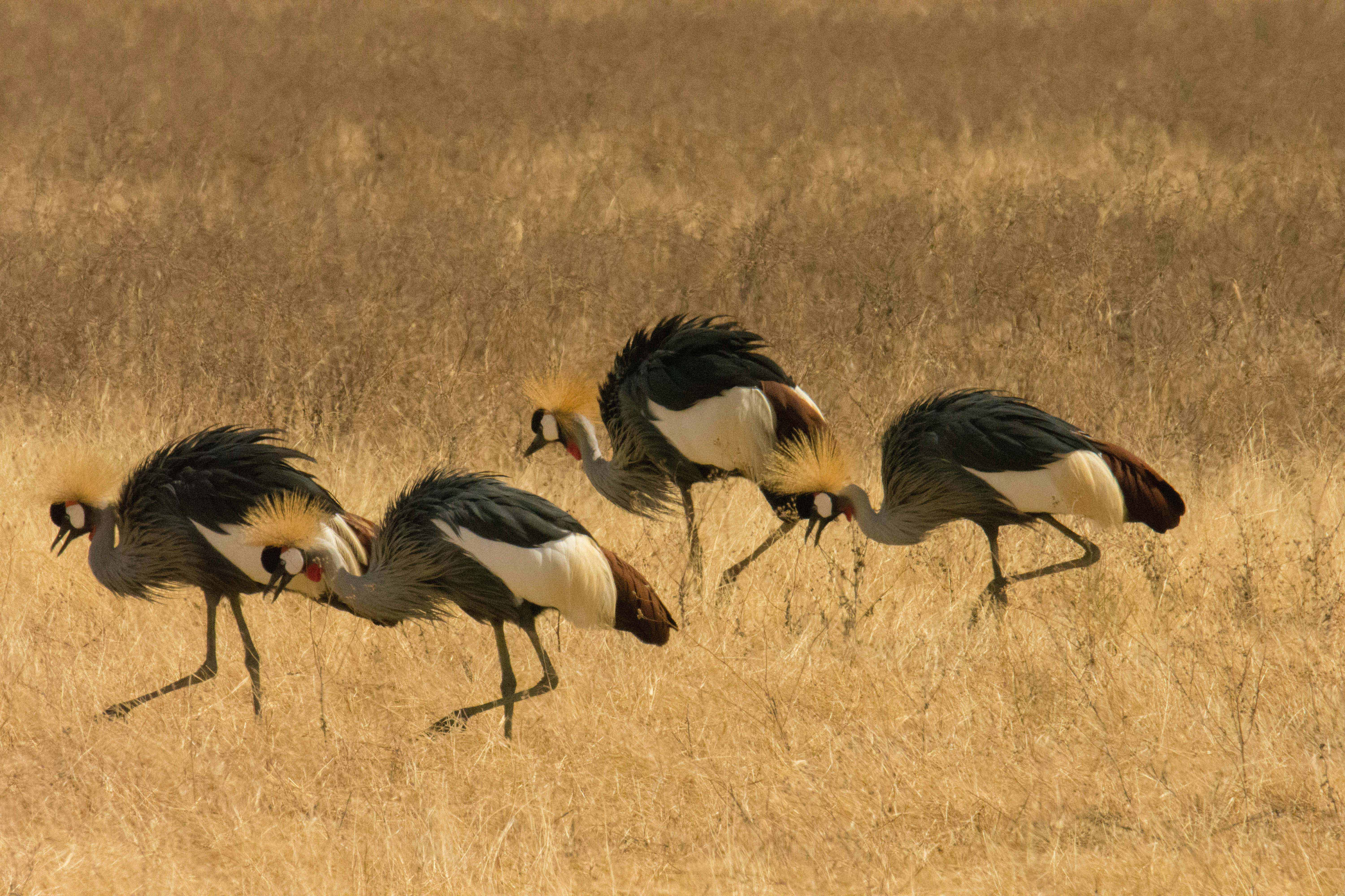 Birdwatching in Tarangire