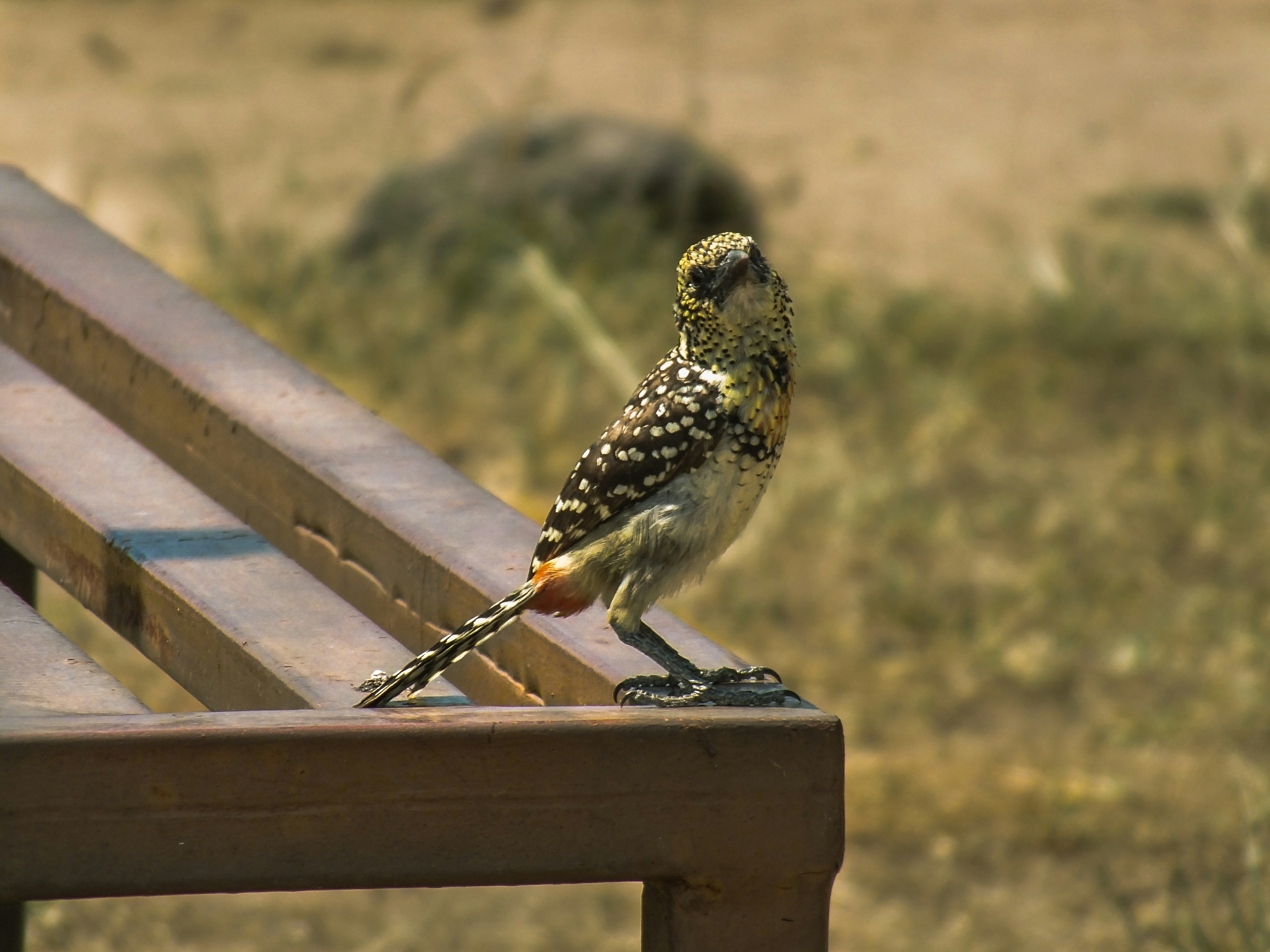 Birdwatching in Serengeti
