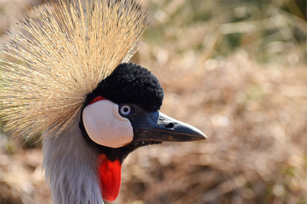 5 Days Tanzania Camping Safari