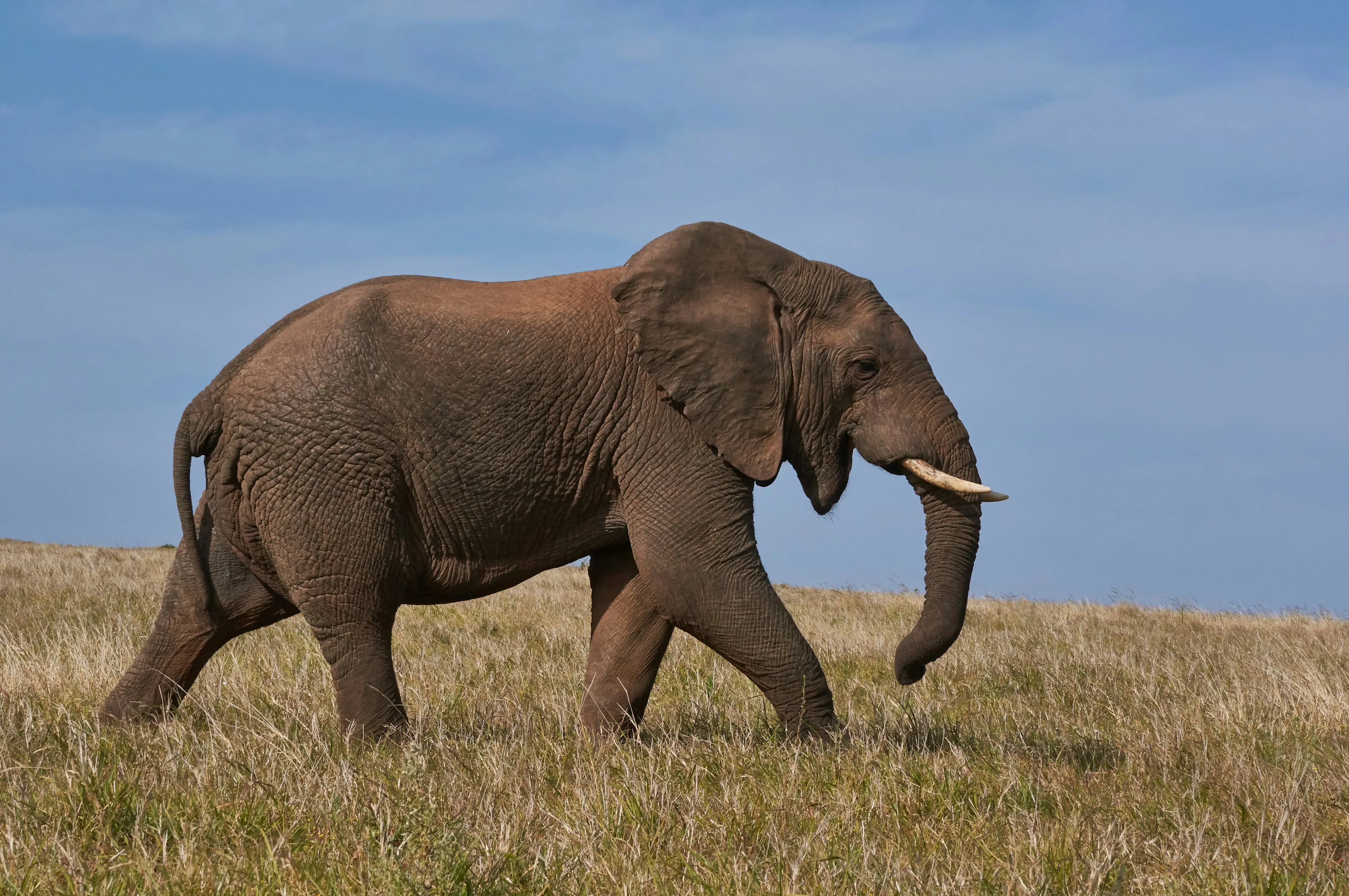 5 Days Tanzania Budget Safari
