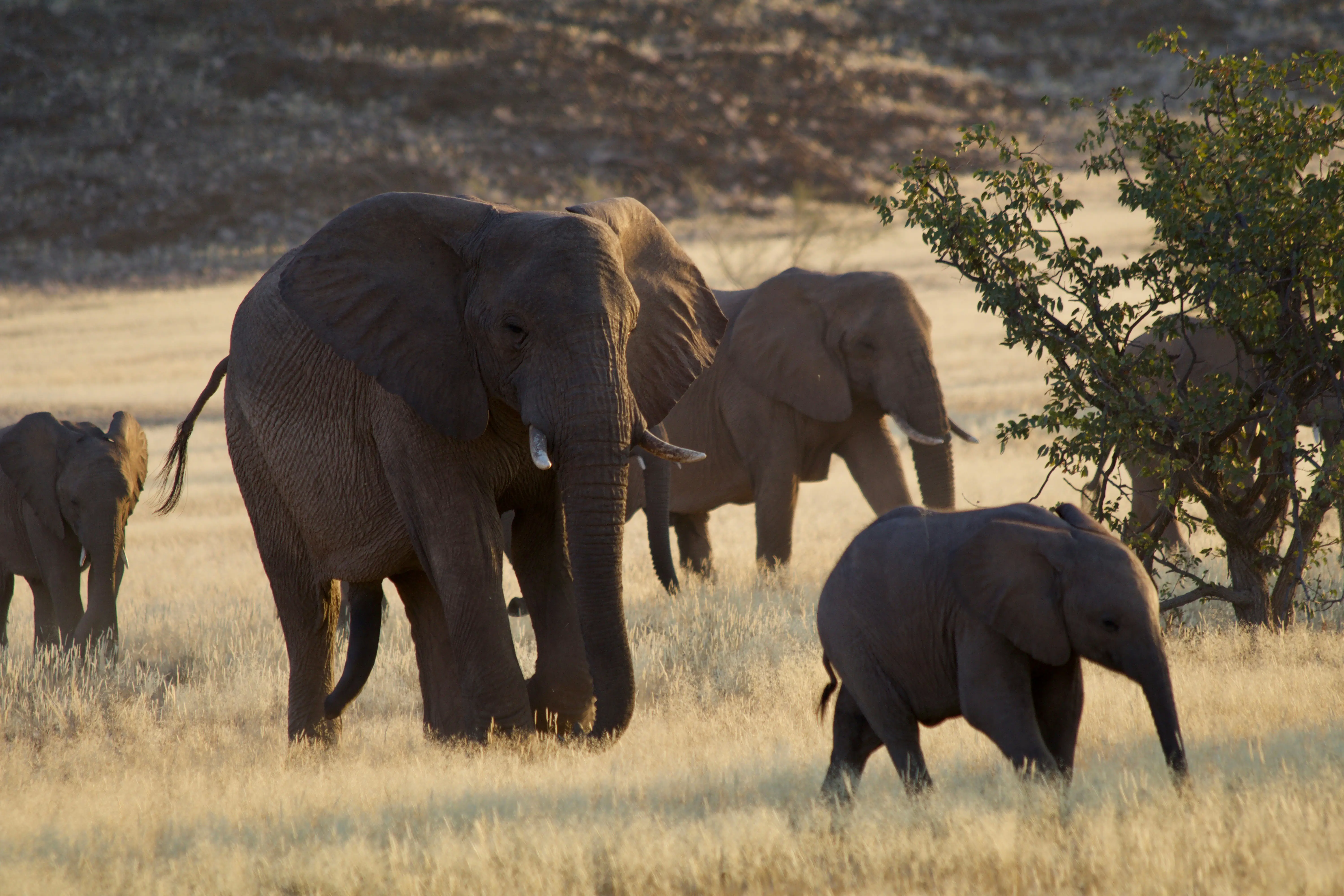 Elephant Herds in Mikumi