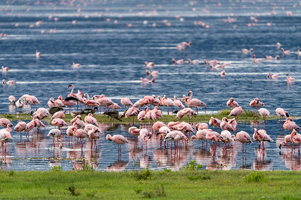 Lake Natron - Flamingo Breeding Ground