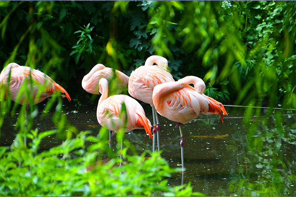 Lake Manyara National Park