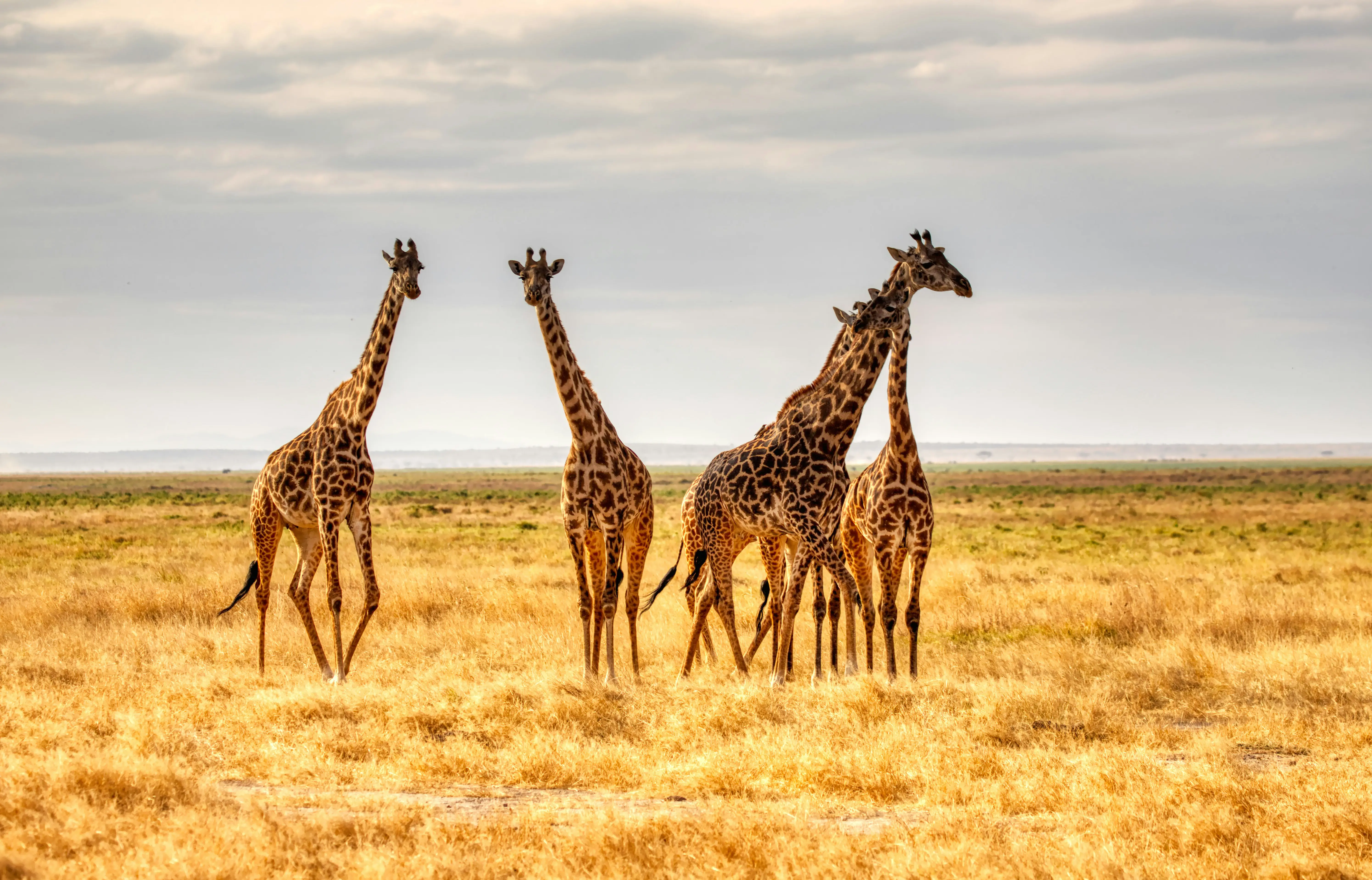 Group Budget Safari