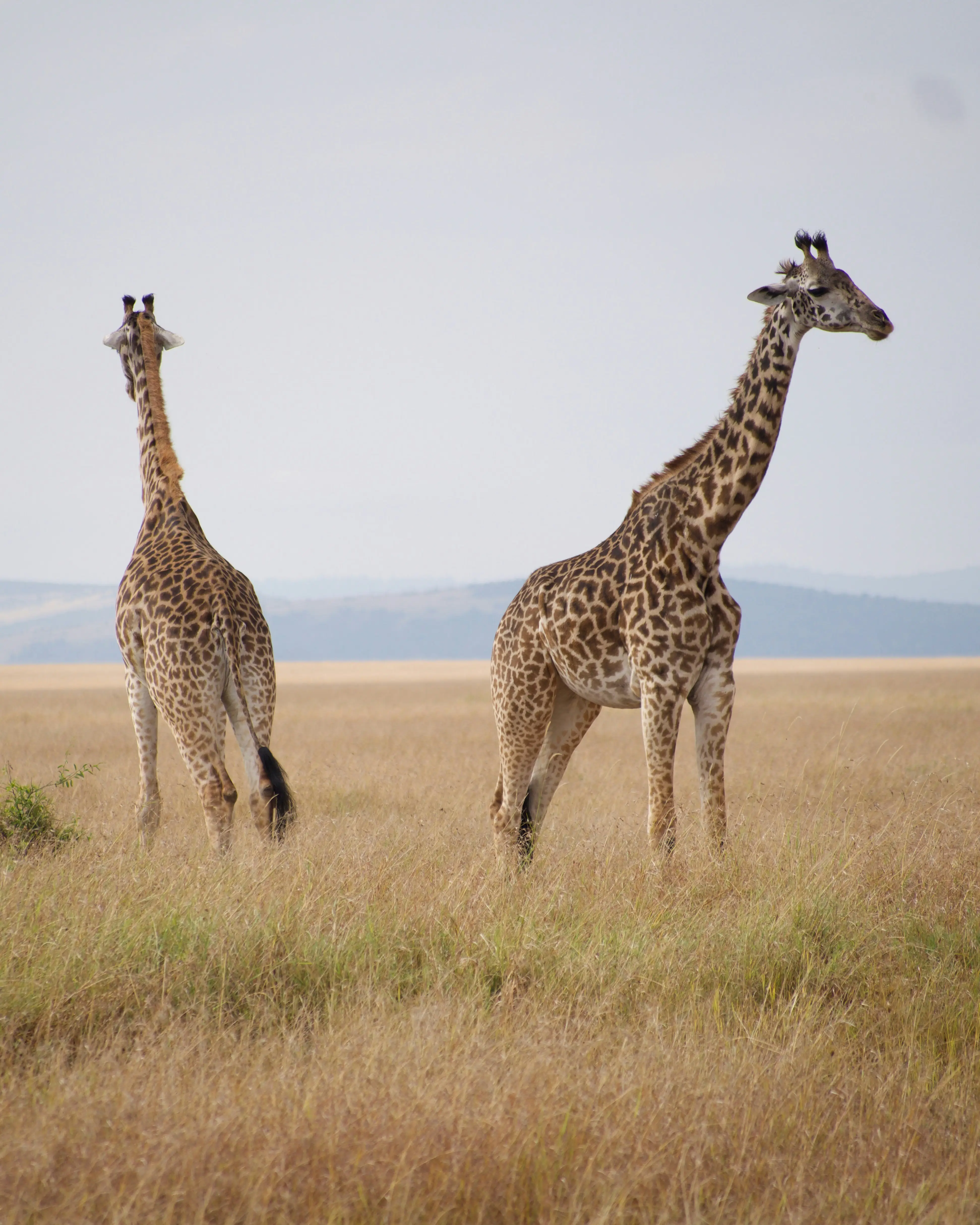 9 Days Ultra-Luxury Safari Experience in Tanzania