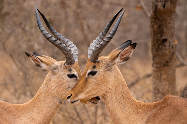 5 Days Budget Safari