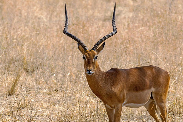 Serengeti Full Day Safari