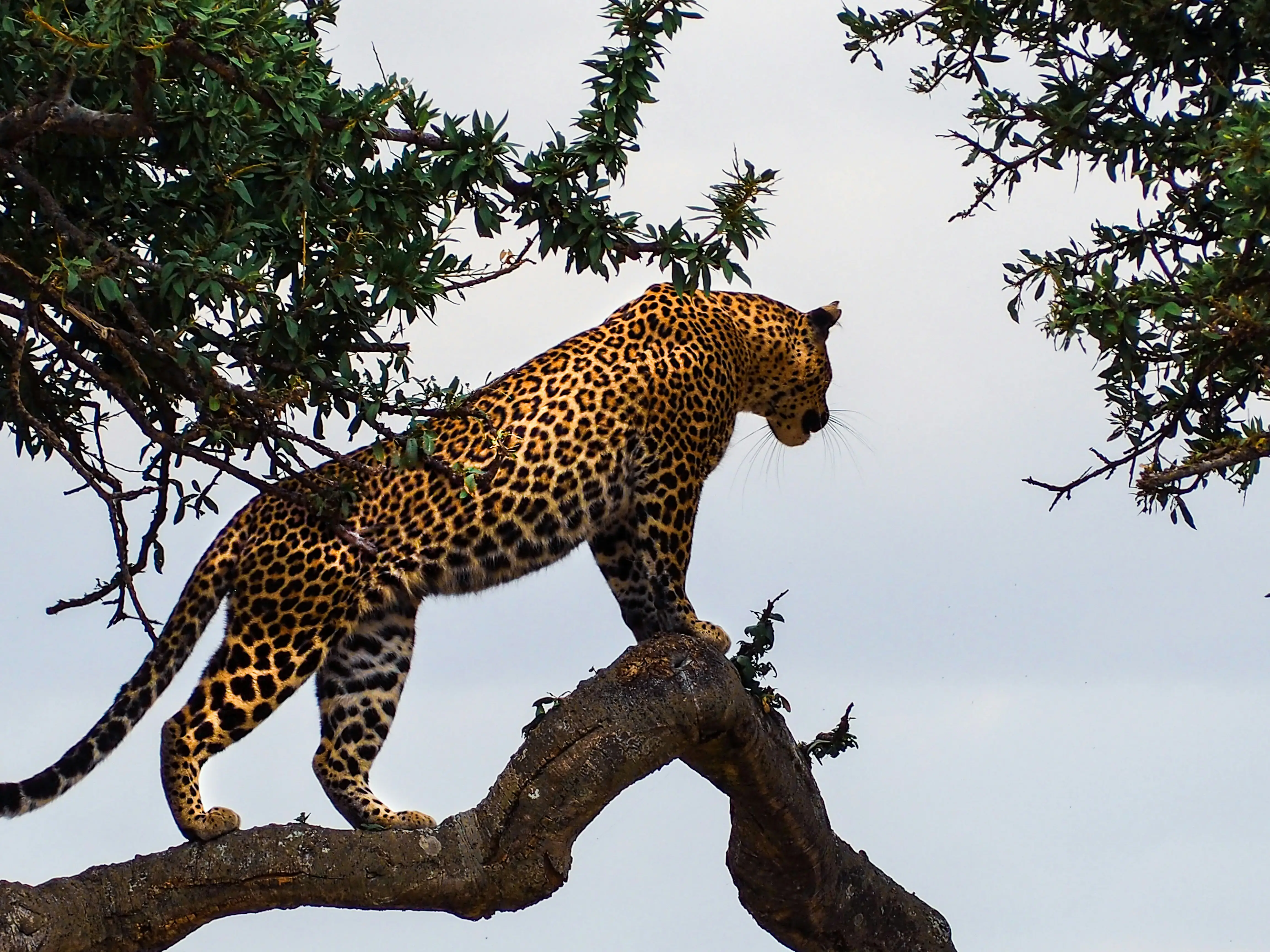 4 Days Luxury Safari