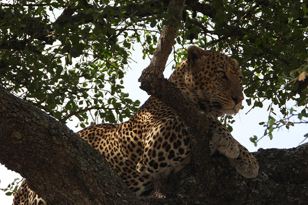 5 Days Camping Safari