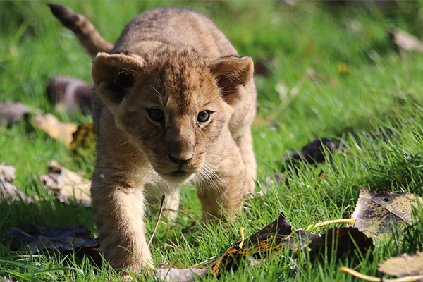 10 Days Romantic Tanzania Safari