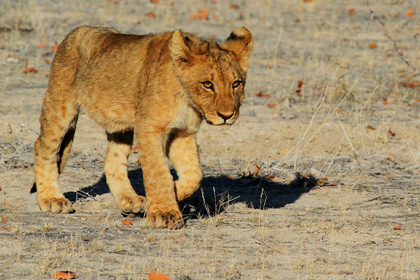 9 Days Ultra Luxury Safari