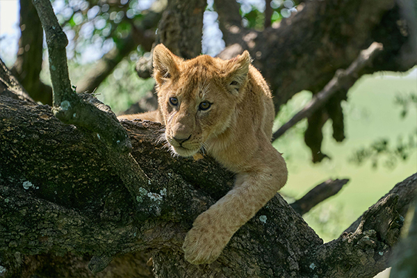 Luxury Safari in Tanzania - Premium Wildlife Experiences