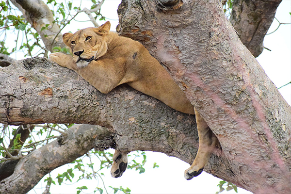 Tree-Climbing Lions in Lake Manyara