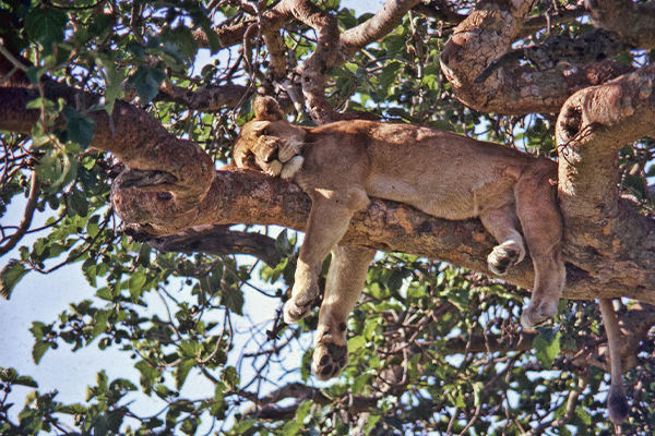 Full day exploring Lake Manyara National Park