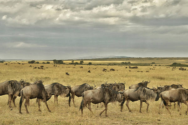 6 Days Grumeti River Crossing Safari
