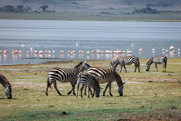 6 Days Grumeti River Crossing Safari