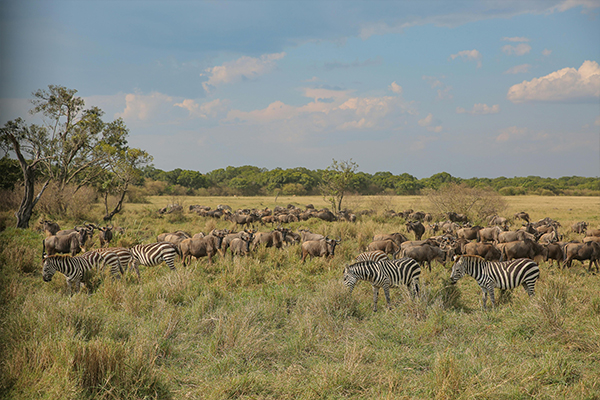 Western to Central Serengeti