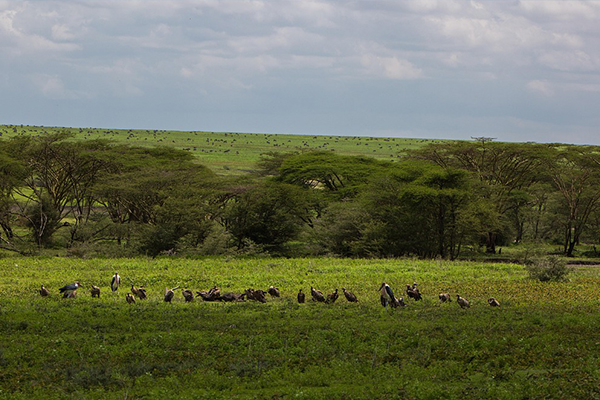 14 Days Classic Northern Tanzania Safari