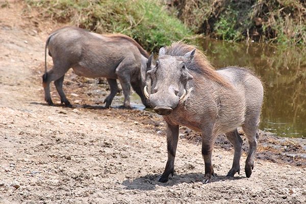 Lake Manyara National Park to Serengeti National Park