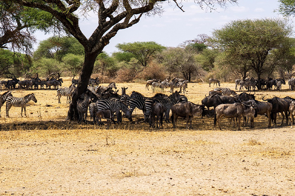 6 Days Camping Safari