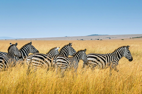 7 Days Tanzania Camping Safari